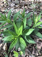 Lithospermum latifolium