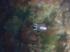 Euphysa