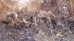 Bouteloua scorpioides