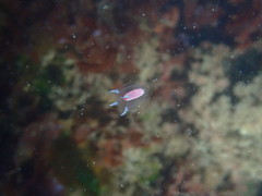 Euphysa