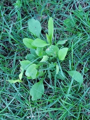 Magnoliopsida