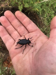 Blaps lusitanica