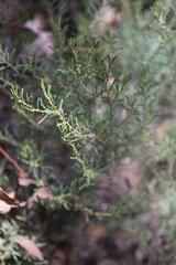 Acacia flexifolia