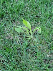Magnoliopsida