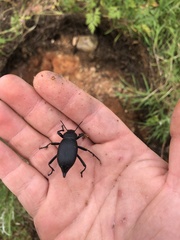 Blaps lusitanica