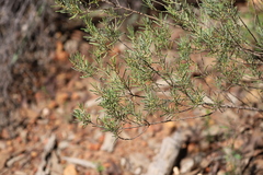 Acacia flexifolia