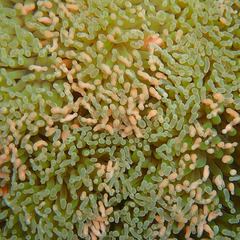 Fimbriaphyllia ancora