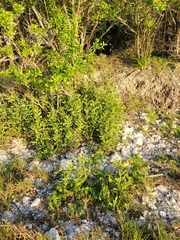 Borrichia frutescens image