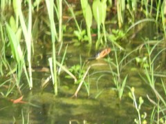 Nerodia fasciata confluens