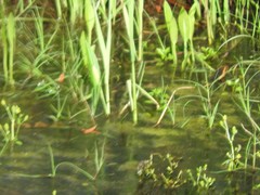 Nerodia fasciata confluens