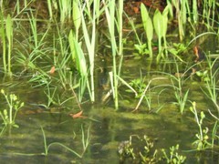 Nerodia fasciata confluens