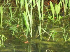Nerodia fasciata confluens