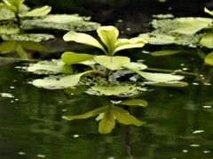 Pistia