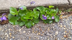 Viola sororia
