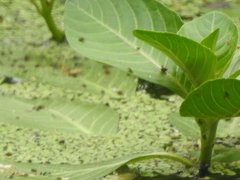 Pistia