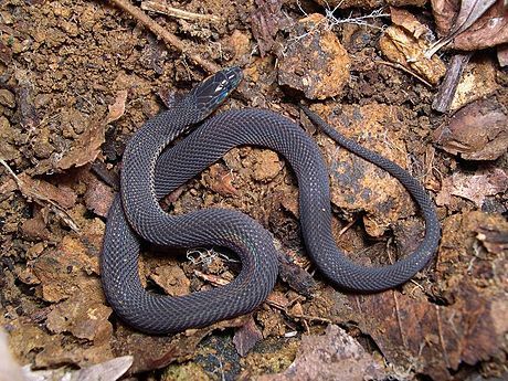【廃盤】SNAKES,THE QONOS vs SNAKES 廃盤】SNAKES,THE QONOS vs SNAKES