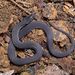 Peters' Odd-scaled Snake - Photo Wikimedia Commons, no known copyright restrictions (public domain)