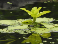 Pistia