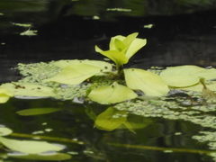 Pistia