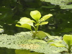 Pistia