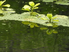 Pistia