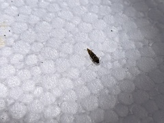 Lithariapteryx abroniaeella