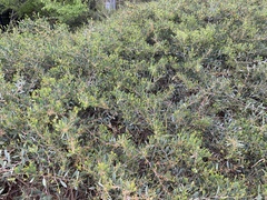 Acacia redolens