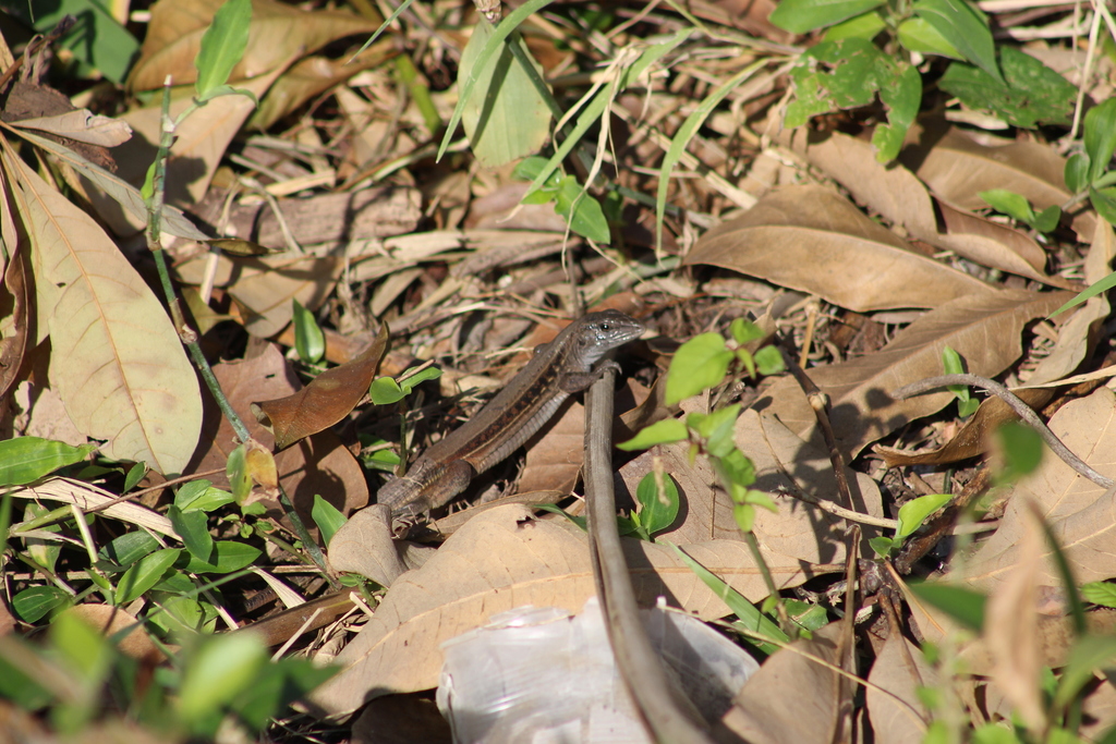 Rainbow Ameiva