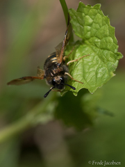 Abia lonicerae