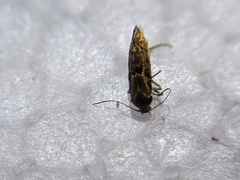 Lithariapteryx abroniaeella