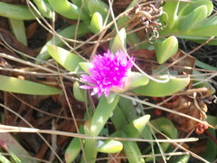 Carpobrotus glaucescens
