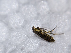 Lithariapteryx abroniaeella