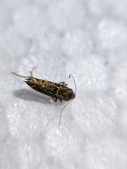 Lithariapteryx abroniaeella