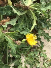 Sonchus megalocarpus