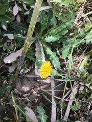 Sonchus megalocarpus