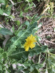 Sonchus megalocarpus