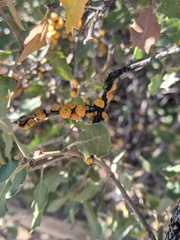 Cerococcus quercus