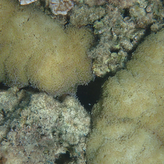 Fimbriaphyllia ancora