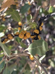 Cerococcus quercus