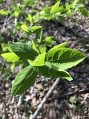 Dirca palustris