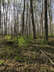 Dirca palustris