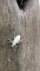 Compsus viridivittatus