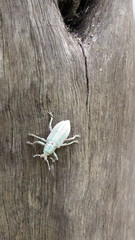 Compsus viridivittatus