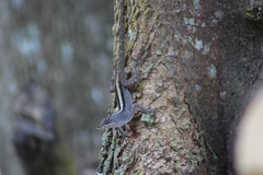 Anolis sericeus
