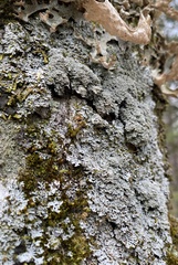 Heterodermia squamulosa