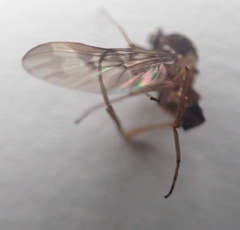 Sylvicola neozelandicus