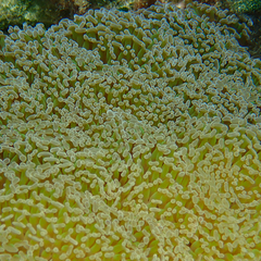 Fimbriaphyllia ancora