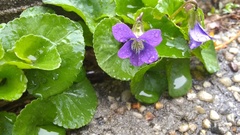 Viola sororia