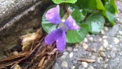 Viola sororia
