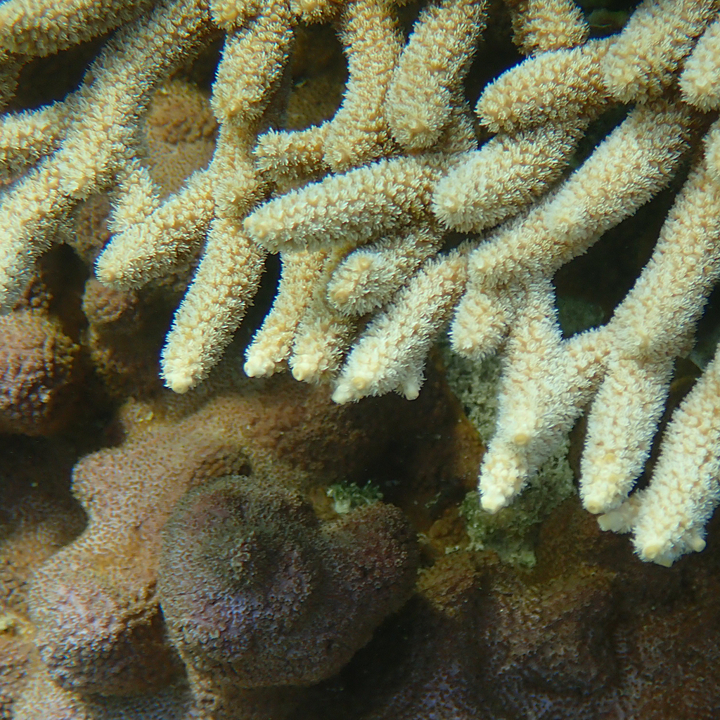 Acropora solitaryensis